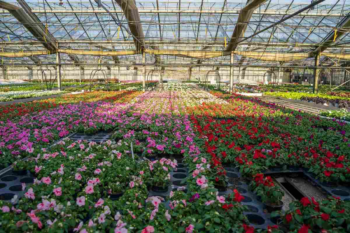 Introduction to Protected Cultivation